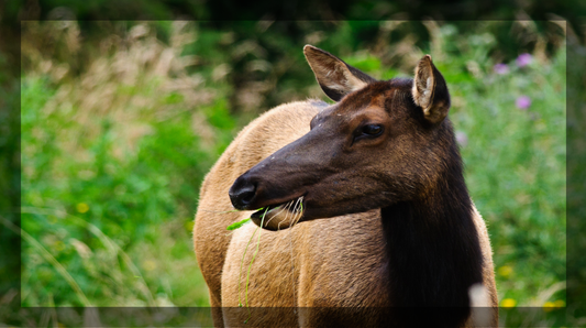 The Seasonal Palette: Understanding the Diet of Colorado's Elk