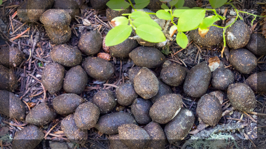 Identifying Scat - Elk, Moose, Deer